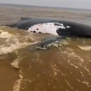Baleine échouée à Muanda : des experts saluent le projet d’exhumation pour la recherche scientifique